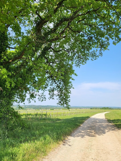 A dirt path leading through a vineyard with rows of grapevines under a large tree. 5