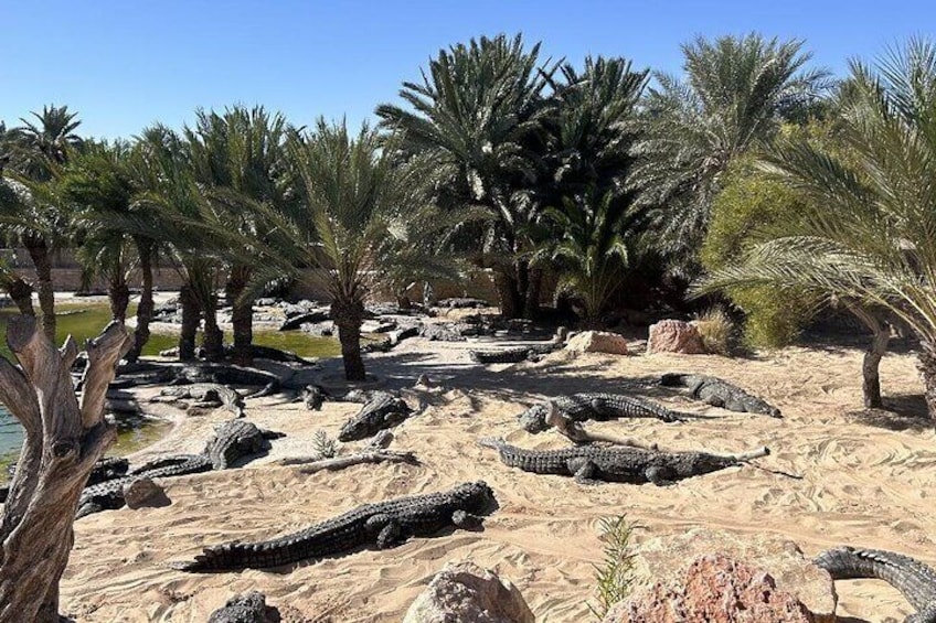 Crocodile Farm and Cultural Museums Experience in Djerba 1