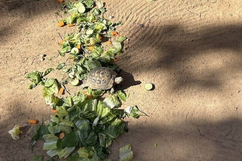 Crocodile Farm and Cultural Museums Experience in Djerba 4
