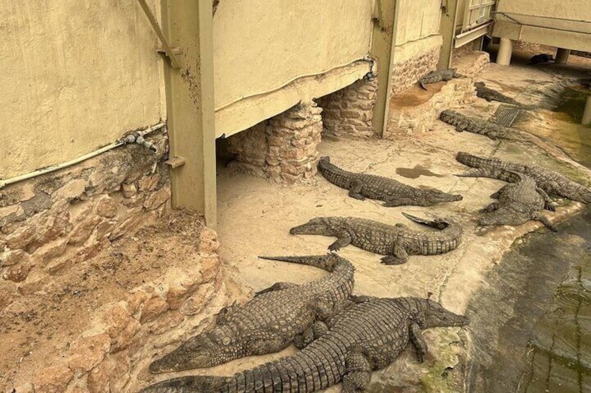 Crocodile Farm and Cultural Museums Experience in Djerba 5