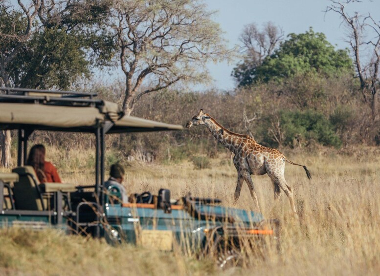 A giraffe walking in a grassy field with a vehicle and people in the background. 2