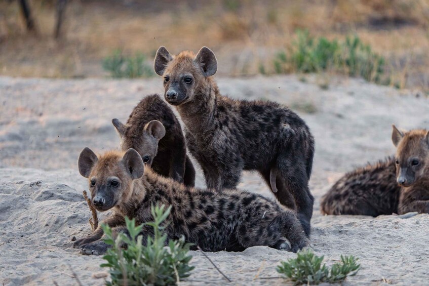 Hyenas in a natural habitat with sandy ground and sparse vegetation. 4