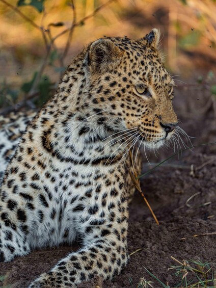 A cheetah lying on the ground with a blurred background of vegetation. 5