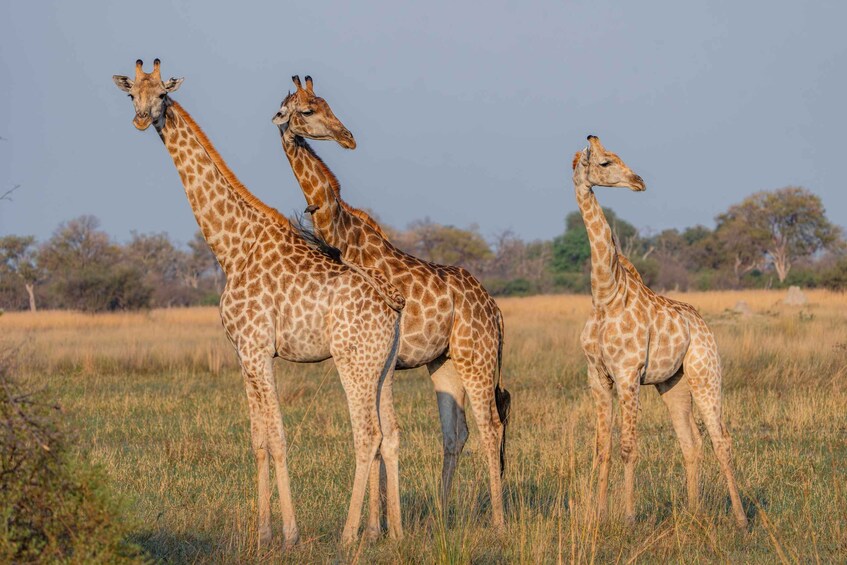 Three giraffes standing in a grassy field with trees in the background. 3