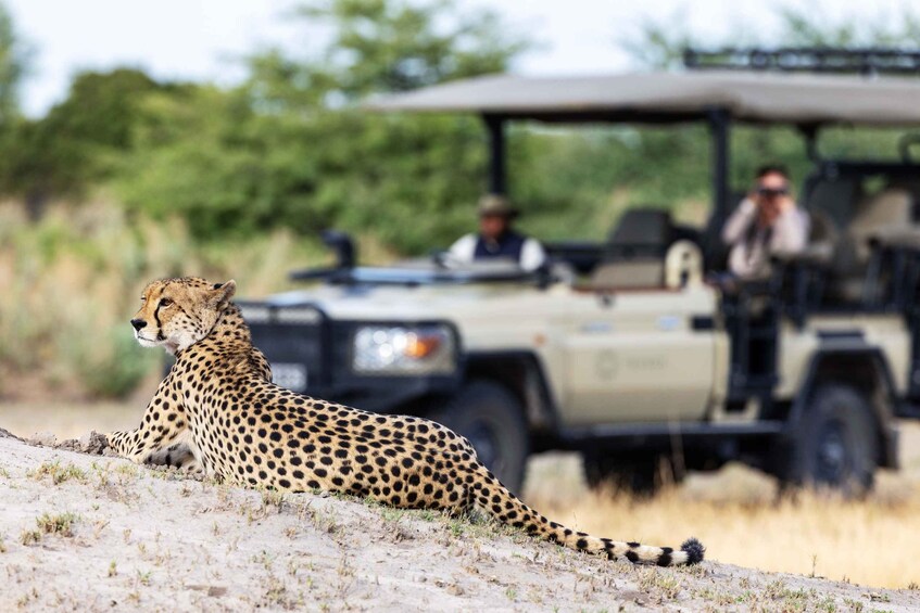 A cheetah resting on a sandy terrain with a safari vehicle and two people in the background. 1