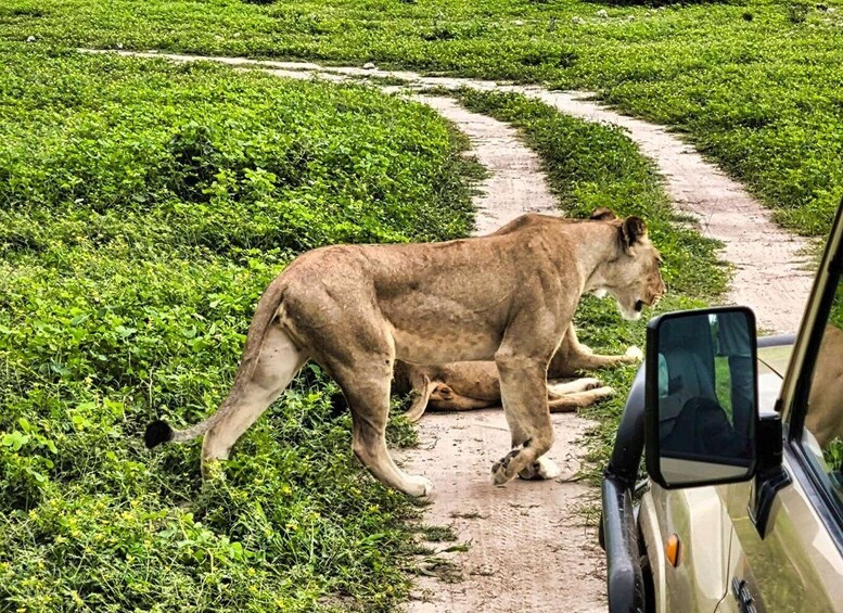 A lioness lying on a dirt path surrounded by green vegetation. 3