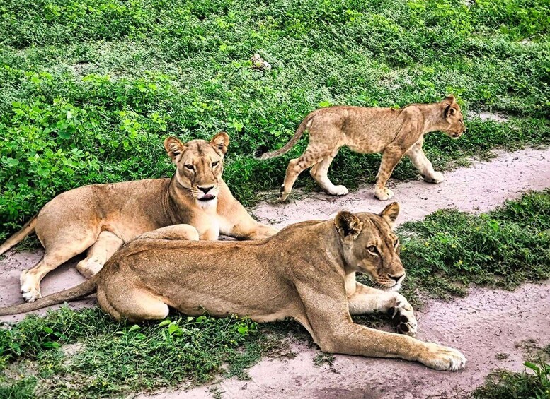 Three lions resting on a dirt path surrounded by green vegetation. 2