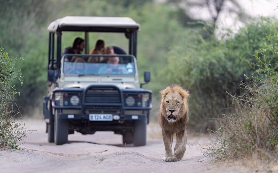 A lion walking on a dirt road with a vehicle and passengers in the background. 5