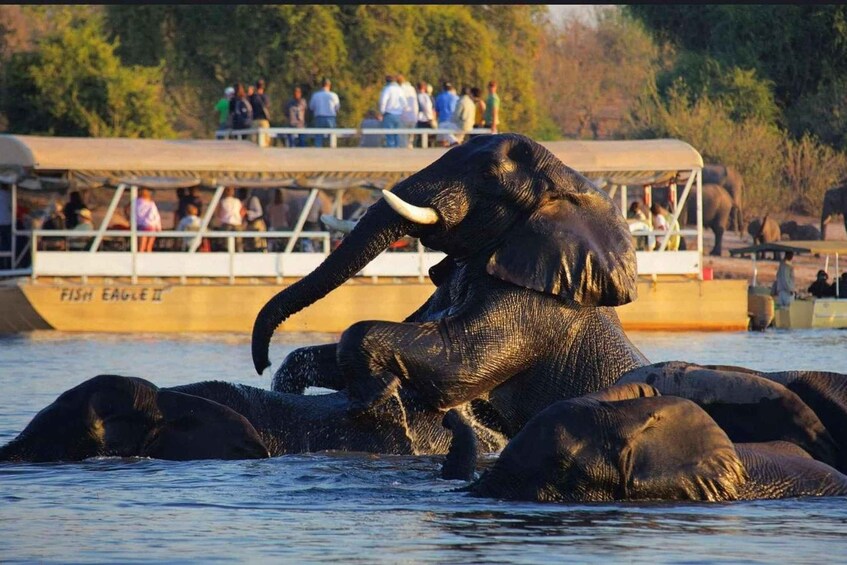 A group of elephants in water with a boat and people in the background. 1