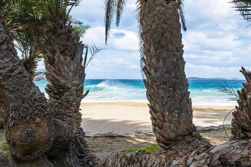 A beach with palm trees and the ocean. 4
