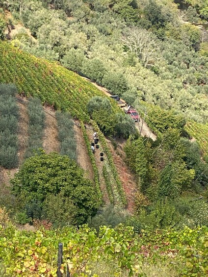 Picture 2 for Activity From Porto to Douro - a local hiking experience with picnic 2