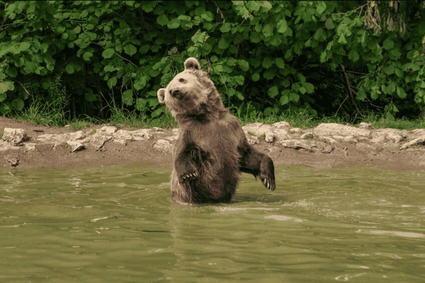 A bear standing in water with a forested background. 3