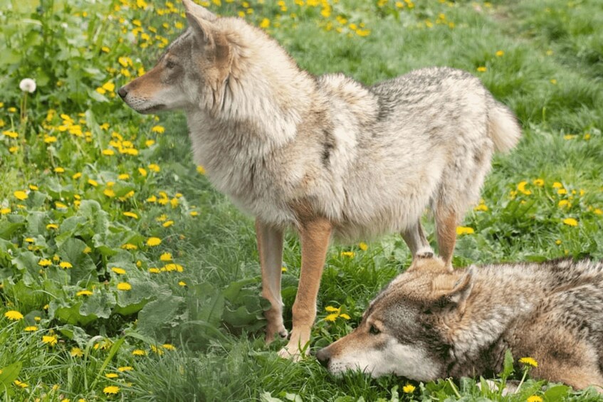 A wolf standing and a wolf lying in a field of yellow flowers. 2