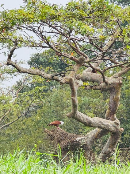 A tree with a nest and an eagle perched on a branch. 1