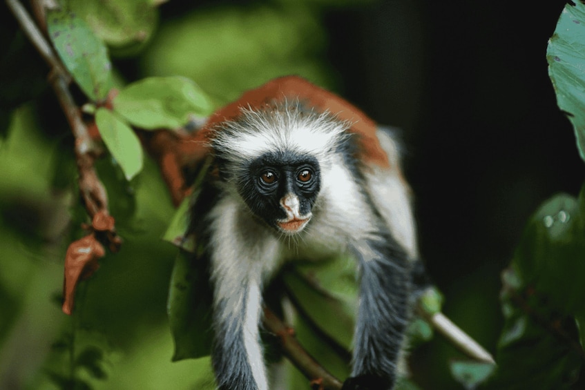 A monkey with white and black fur, hanging from a branch in a green leafy environment. 5