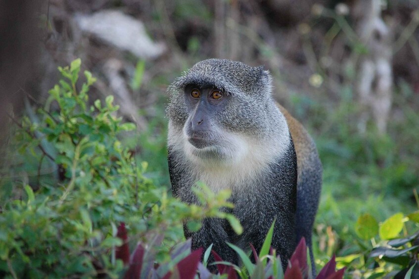 A monkey in a natural setting with greenery and rocks. 4