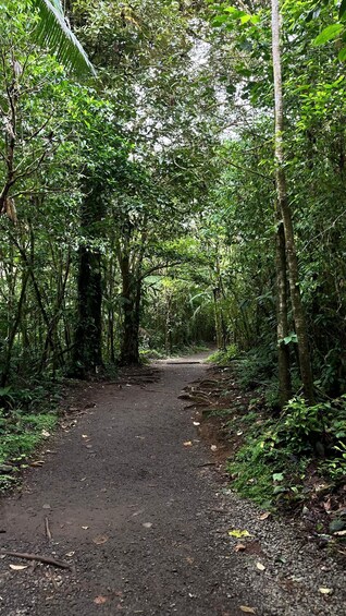 A forest path surrounded by dense foliage. 2