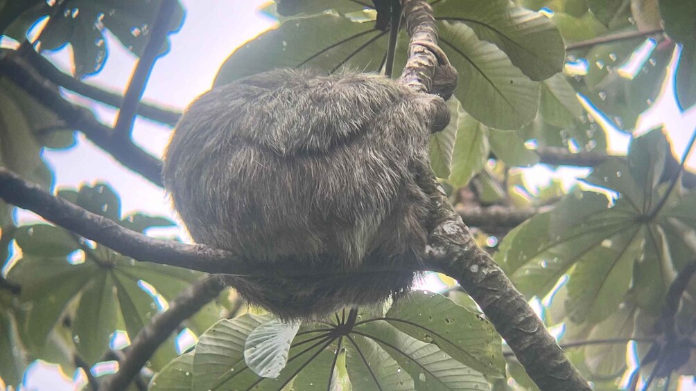 A large, furry animal perched on a tree branch amidst green leaves. 5