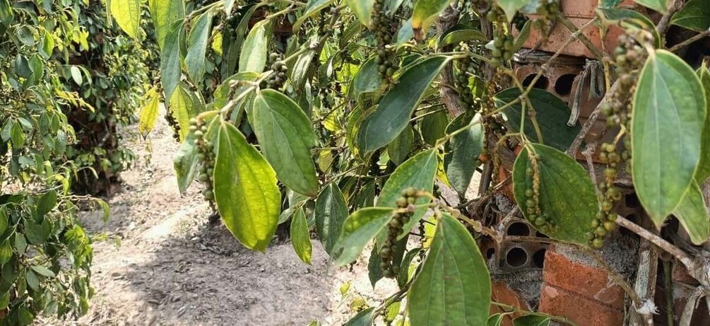 Picture 37 for Activity From Mountain to Sea: Borkor Hill, Kampot Pepper&Crab Market 4