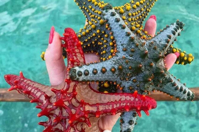 A hand holding a starfish with yellow and red spines. 4