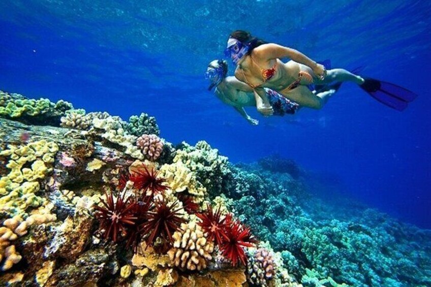 A person scuba diving near a coral reef. 5