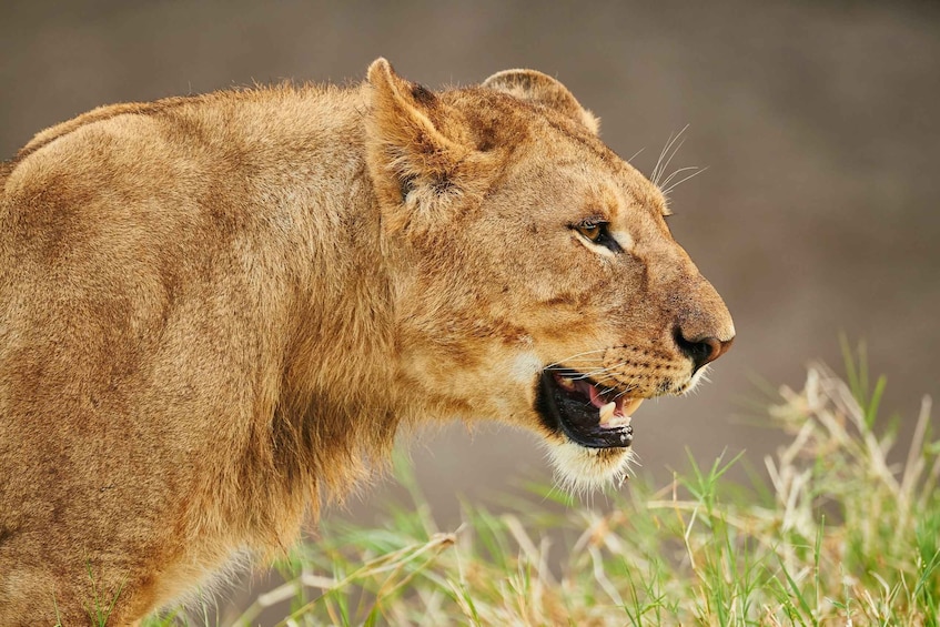 From Zanzibar: 3-Day Selous Safari, Boat Tour & Maasai Visit 1