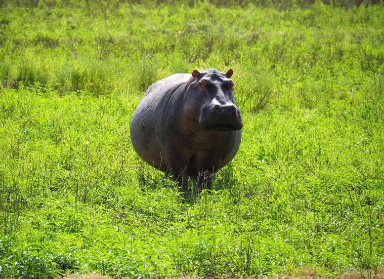 Picture 3 for Activity From Zanzibar: 3-Day Selous Safari, Boat Tour & Maasai Visit 4
