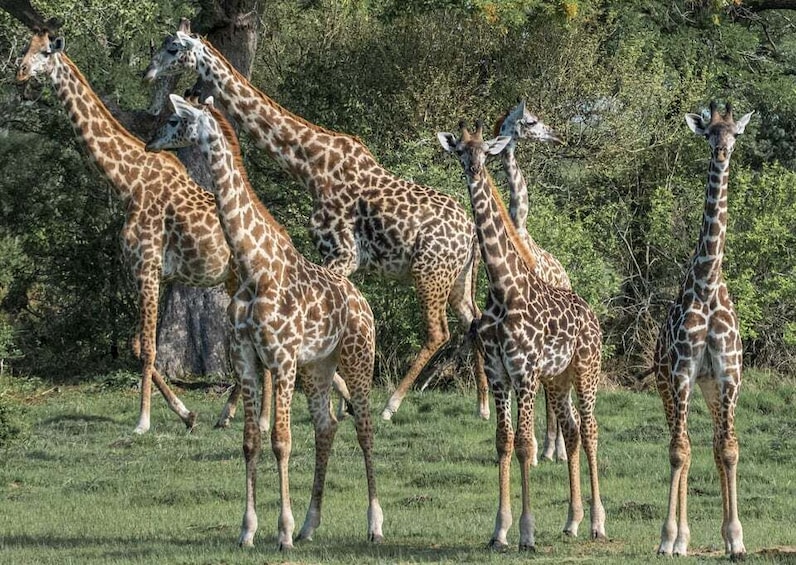 Picture 2 for Activity From Zanzibar: 3-Day Selous Safari, Boat Tour & Maasai Visit 5