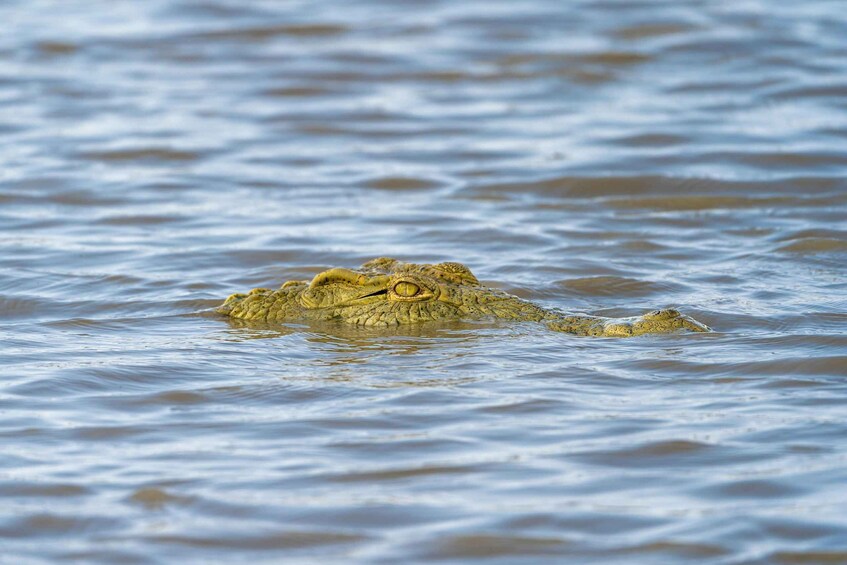 Picture 2 for Activity From Zanzibar: 3-Day Selous Safari, Boat Tour & Maasai Visit 5