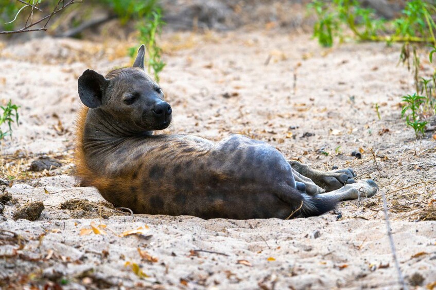 Picture 4 for Activity From Zanzibar: 3-Day Selous Safari, Boat Tour & Maasai Visit 3