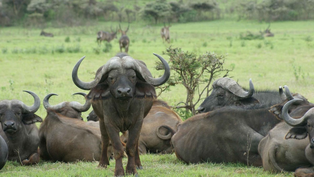 Picture 37 for Activity From Zanzibar: 3-Day Selous Safari, Boat Tour & Maasai Visit 4