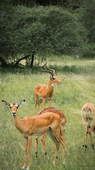 Picture 38 for Activity From Zanzibar: 3-Day Selous Safari, Boat Tour & Maasai Visit 3