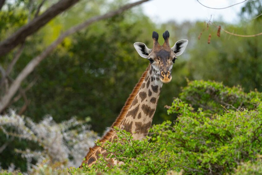 A giraffe in a natural setting with trees and shrubs. 5