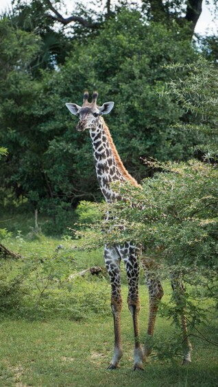 Picture 36 for Activity From Zanzibar: 3-Day Selous Safari, Boat Tour & Maasai Visit 2