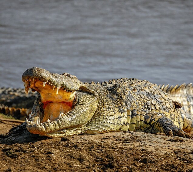 Picture 17 for Activity From Zanzibar: 3-Day Selous Safari, Boat Tour & Maasai Visit 2