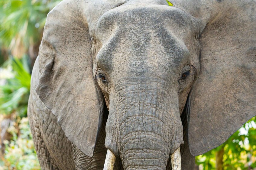 An elephant with large ears and tusks, surrounded by greenery. 2
