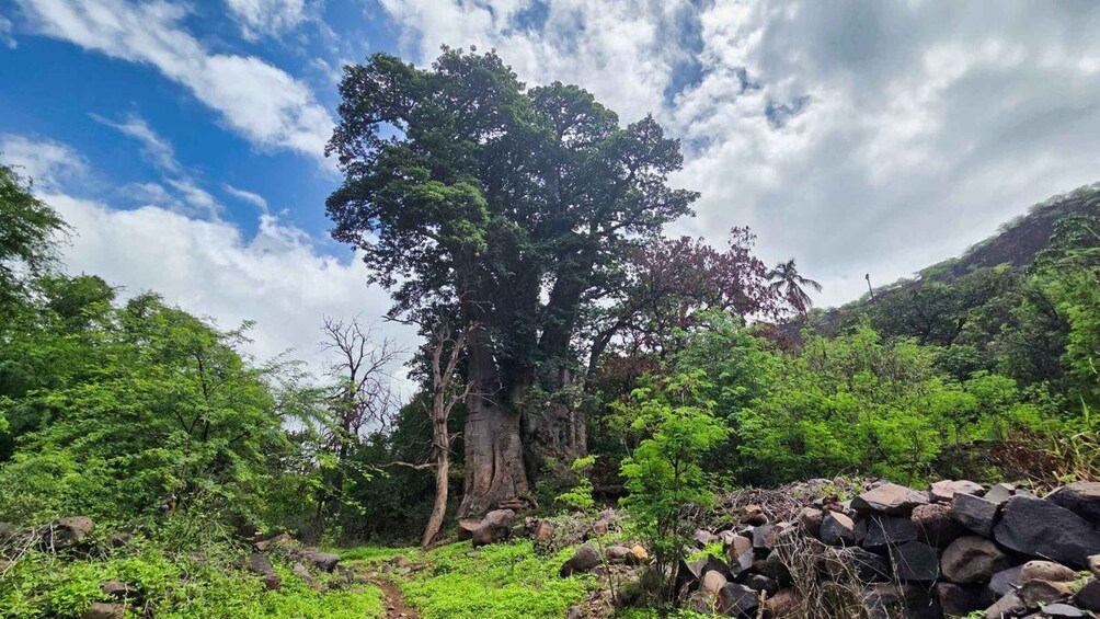 A large tree with a thick trunk and dense foliage in a lush green forest. 1