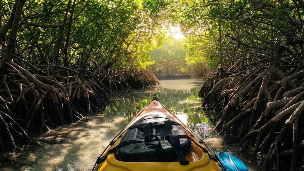 A kayak navigating through a mangrove forest. 4