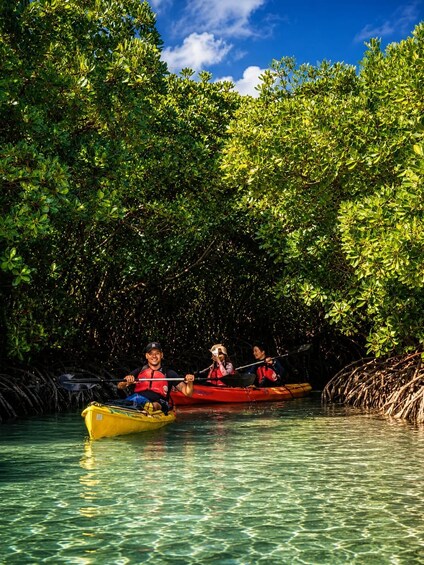 Three people kayaking in a mangrove forest with clear water. 3