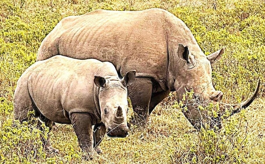 Great Kenyan Safari: 6 Days in Tsavo West, East & Amboseli 1