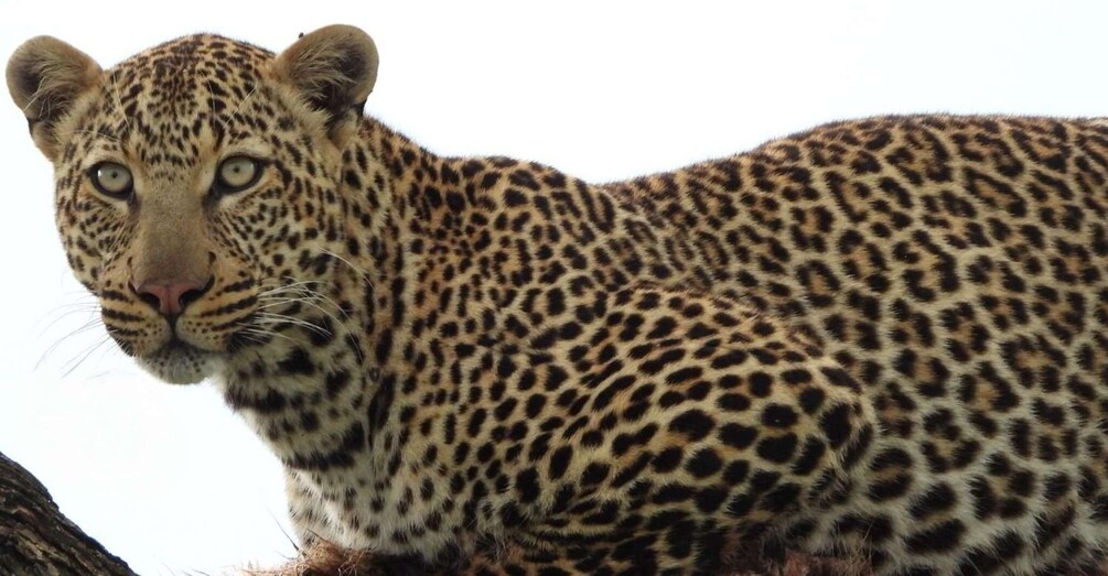A leopard with a spotted coat, lying on the ground. 1