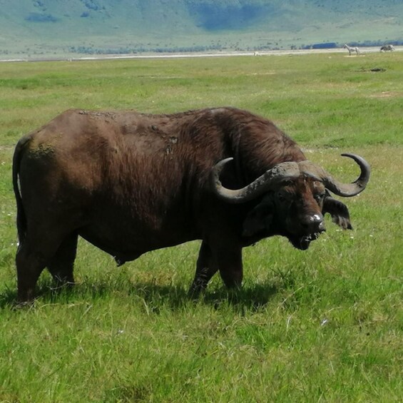 A large bison with prominent horns in a grassy field. 4
