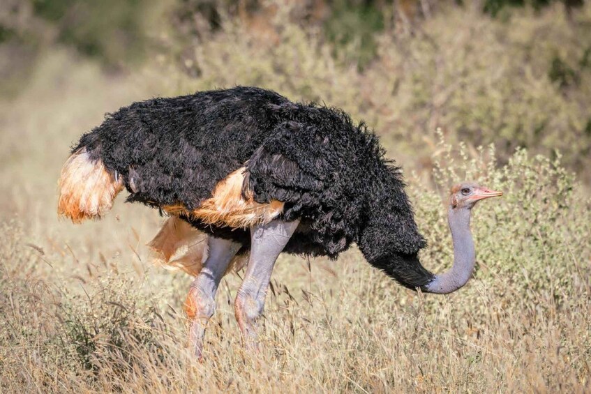 An ostrich in a grassy field. 5