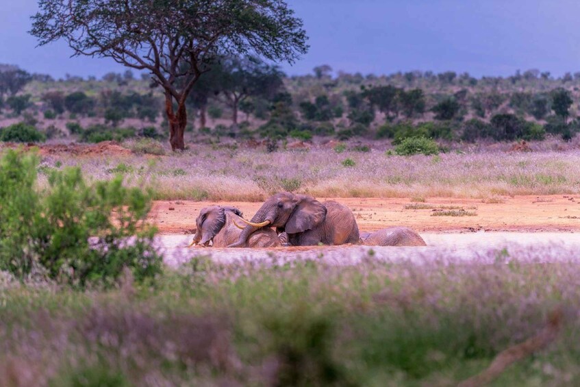 Elephants resting near a waterhole in a savanna landscape. 3