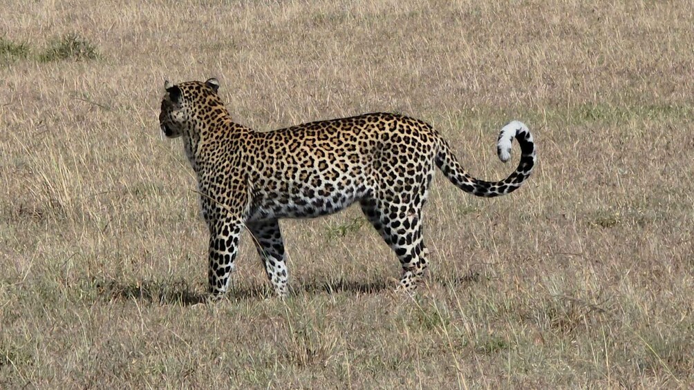 A leopard walking in a grassy field. 2
