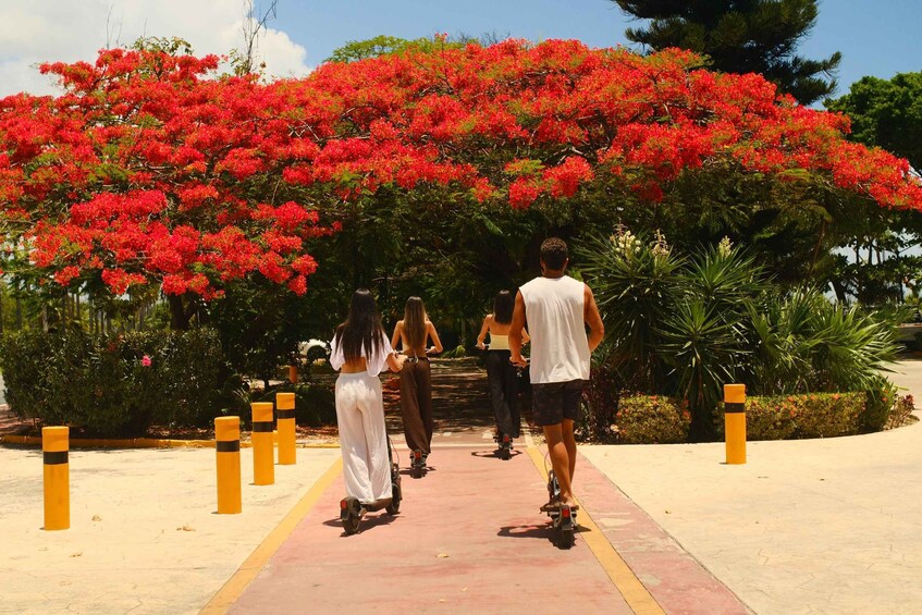 A pathway lined with yellow bollards, leading to a red flowering tree. 3