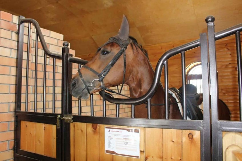 A horse inside a stable with wooden walls and metal bars. 1