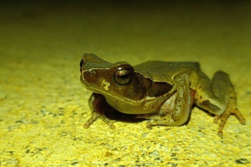 La Fortuna Rainforest Night Walk Experience 4