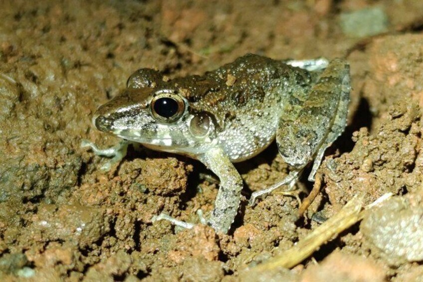 La Fortuna Rainforest Night Walk Experience 2