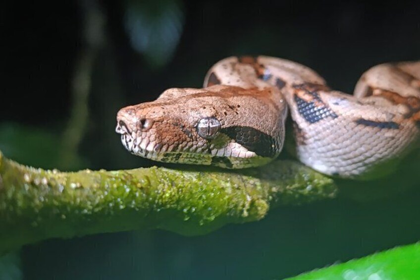 A snake on a branch. 1